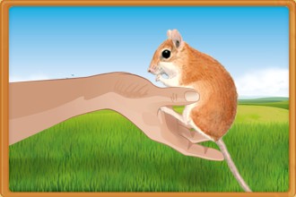 Take care of the rodents belonging to other breeders in your fan club and help them grow and progress every day.